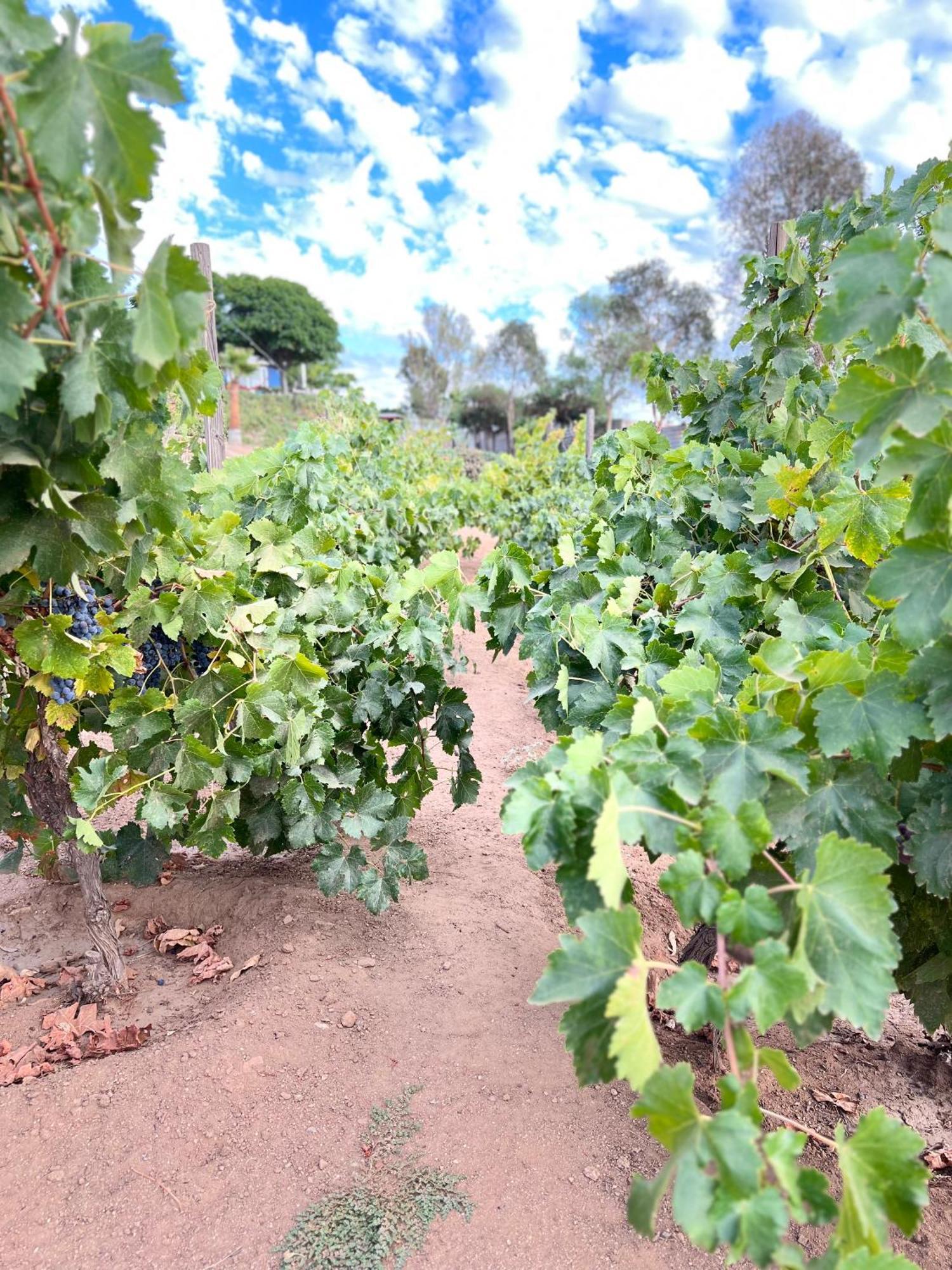 Rancho Matalote En Valle De Guadalupe Kültér fotó
